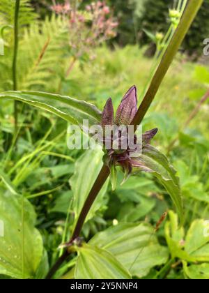 Hungarian Gentian (Gentiana pannonica) Plantae Stock Photo