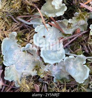 Arctic Kidney Lichen (Nephroma arcticum) Fungi Stock Photo