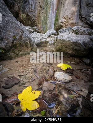 Yellow maple leaves floating in the river vertical autumnal theme , Austria, Europe Stock Photo