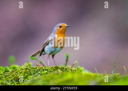 Close-up of a European robin Erithacus rubecula foraging in a forest Stock Photo