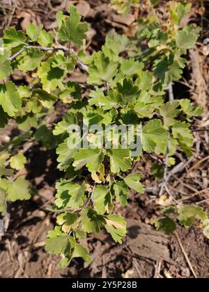Sierra Gooseberry (Ribes roezlii) Plantae Stock Photo - Alamy