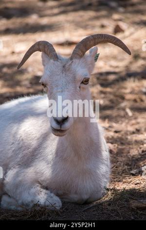 Dahl Sheep Stock Photo