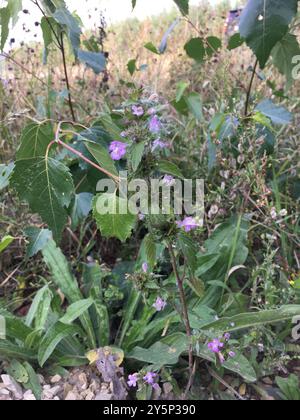 Broad-leaved Hemp-nettle (Galeopsis ladanum) Plantae Stock Photo