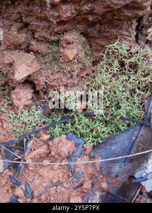 Common Cladia (Cladia aggregata) Fungi Stock Photo - Alamy