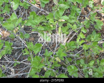 purpleflower honeysuckle (Lonicera conjugialis) Plantae Stock Photo - Alamy