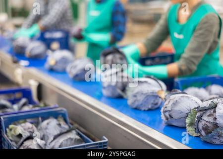 Red cabbages running on conveyor belt of sorting line in vegetable farm ...