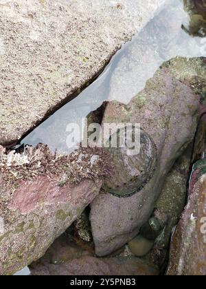 Blackfoot Paua (Haliotis iris) Mollusca Stock Photo