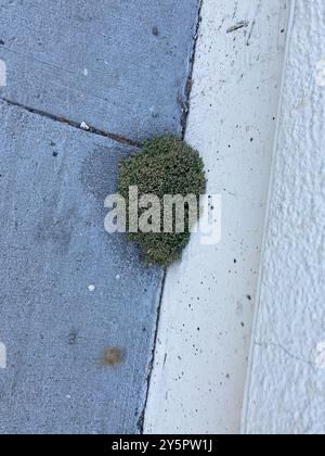 four-leaved allseed (Polycarpon tetraphyllum tetraphyllum) Plantae Stock Photo