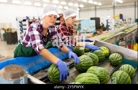 Female worker sorting watermelons in fruit factory workshop Stock Photo