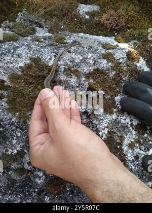 Iberian Rock Lizard (Iberolacerta monticola) Reptilia Stock Photo