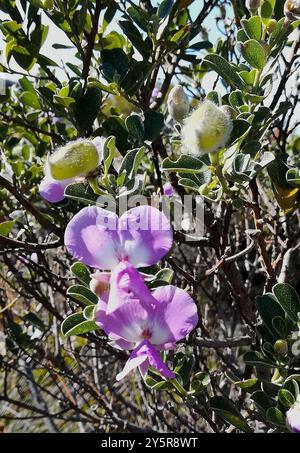 Water blossom pea (Podalyria calyptrata) Plantae Stock Photo