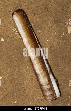 Pod Razor (Ensis siliqua) Mollusca Stock Photo - Alamy