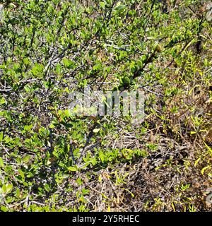 Buckbrush (Ceanothus cuneatus) Plantae Stock Photo