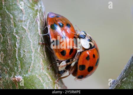 Ladybirds, Ladybugs (Coccinella septempunctata) Stock Photo