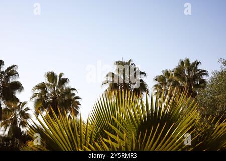 A flowering branch is surrounded by large palm leaves and bathed in sunlight, casting natural shadows on the green foliage. Stock Photo