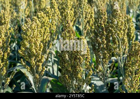 Close-up view of a sorghum field with mature plants under bright sunlight. Stock Photo