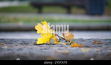 Yellow and brown autumn leaves lying on cobblestone street capturing the essence of fall and nature's transition Stock Photo