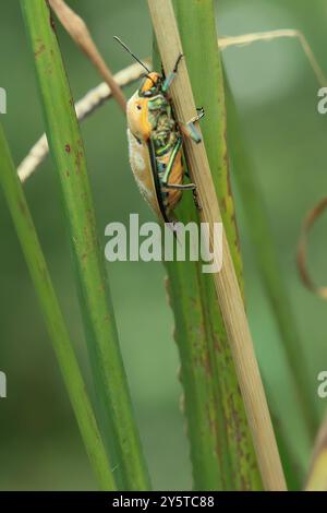 A stunning macro shot of a Jewel Bug (Cantao ocellatus) perched on a green plant stem. Its vibrant colors, including metallic green and orange. Taiwan Stock Photo