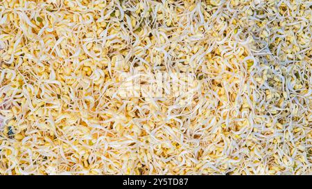 Bean sprouts photographed at close range. Healthy and Fresh Bean Sprouts. Stock Photo