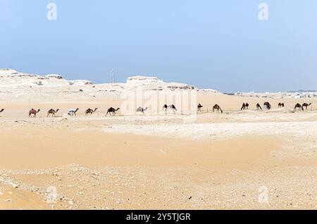 Camels in a desert village in Qatar Stock Photo