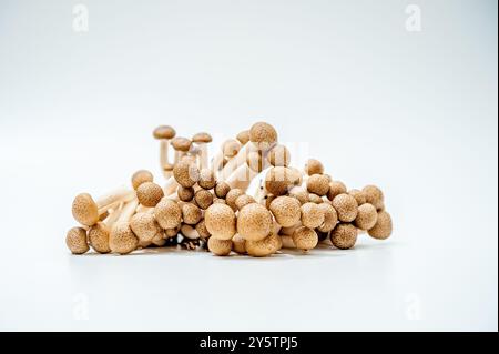 Fresh and delicious shimeji mushrooms Stock Photo