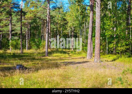 Sunny glade in autumn forest. Estonia Stock Photo