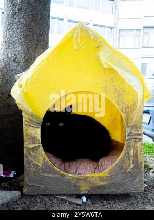 A black street cat in the yellow hand made home in the street in Istanbul Stock Photo