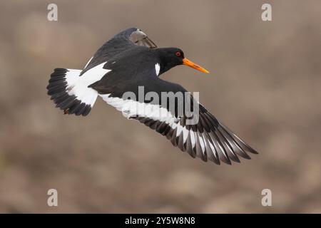 Eurasian Oystercatcher (Haematopus ostralegus), side view of an adult in flight, Southern Region, Iceland Stock Photo