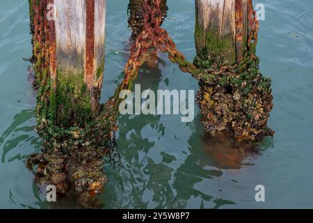 Rusty chain attached to weathered wooden poles covered with algae in brackish water of the Grand Canal in Venice, Italy. Stock Photo