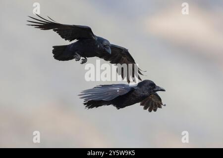 Northern Raven (Corvus corax varius), side view of two adults in flight, Western Region, Iceland Stock Photo