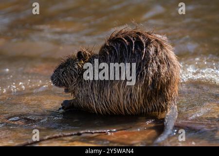 Nutria or coypu (Myocastor coypus) on the banks of the Vltava river in Prague the capital of the Czech Republic. Urban animal. Stock Photo