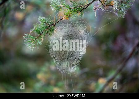 dewy spider web hanging from pine branch Stock Photo