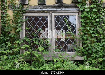 Ivy covered leaded cottage window Stock Photo