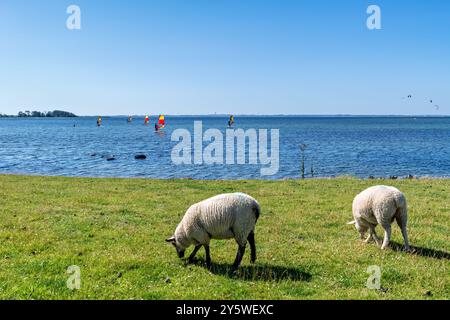 Sheeps on a dike on the german baltic sea island Fehmarn. In the background a lot of kite and wind surfers. Stock Photo