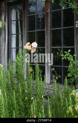 Rose and rosemary outside leaded cottage window Stock Photo