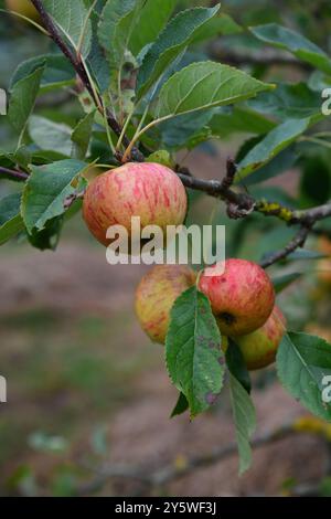 Apple orchard Stock Photo