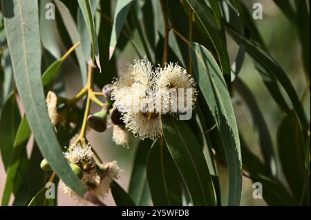 Closeup of white blooming of eucalyptus tree in sunny spring time.. Stock Photo