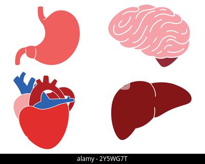 Human organ stomach liver heart brain colored version anatomy science biology learning education design set collection Stock Vector