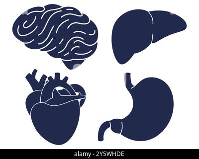 Human organs part inside body anatomical structure anatomy brain liver heart stomach design set collection illustration Stock Vector