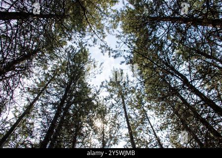 Looking up at tall pine trees forming a canopy against the sky Stock Photo