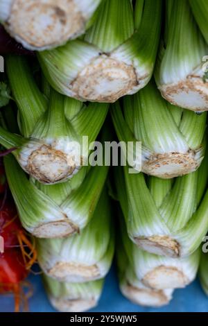 Close up of stack of celery stalks with water droplets Stock Photo
