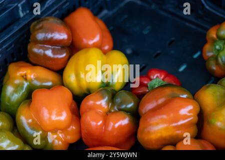 A pile of multicolored bell peppers at a farmers market stall Stock ...