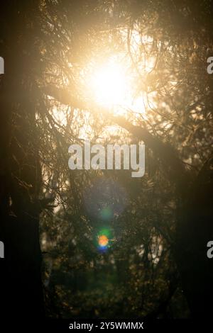 the sun shines through the branches of the Christmas tree Stock Photo