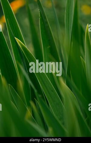 green long leaves of a decorative plant Stock Photo