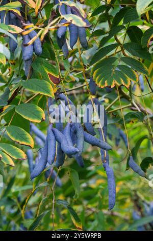 Decaisnea fargesii, blue bean shrub, blue sausage fruit, blue bean shrub, dead men's fingers, deciduous shrub, hanging edible blue seed pods in early Stock Photo