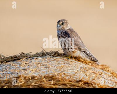 Juvenile Merlin (Falco columbarius) perched on a straw bale, Cambridgeshire, England Stock Photo