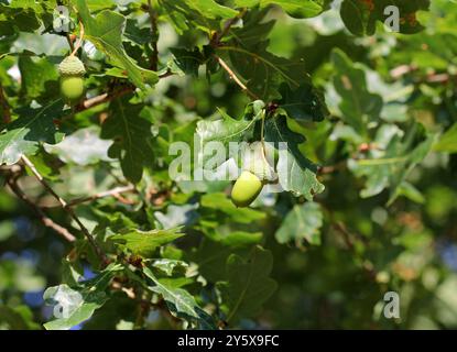 A close up of the English Oak tree, Quercus Robur, in September with hanging Acorn Stock Photo