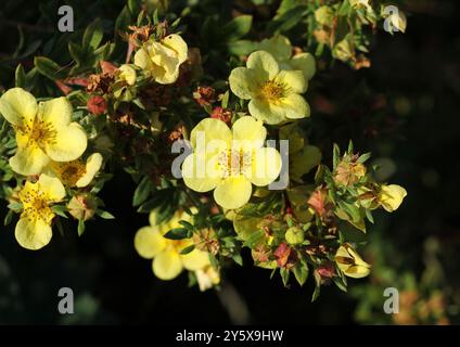 A close up of Potentilla fruticosa 'Katherine Dykes', in flower Stock Photo