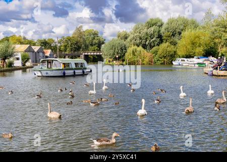 Swans and Geese on River Bure in Norfolk Broads National Park. Wroxham, Norfolk, East Anglia, England, UK, Britain, Europe Stock Photo
