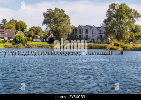 The more than 600-year-old herring fence near Kappeln rises from the waters of the Schlei. It is the last of what was once more than 40 fishing fences on the fjord. Schleswig-Holstein, Germany. Stock Photo